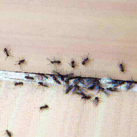 ants - bed bugs pest control